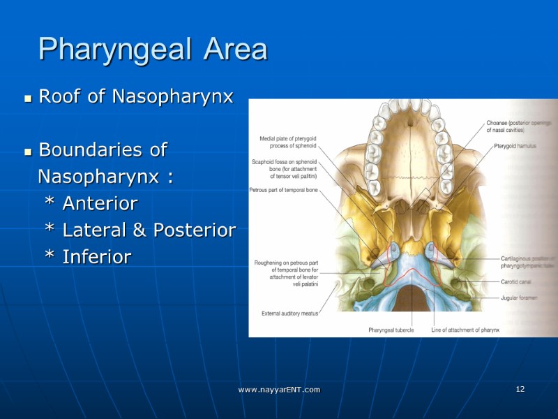 Pharyngeal Area  Roof of Nasopharynx   Boundaries of    Nasopharynx